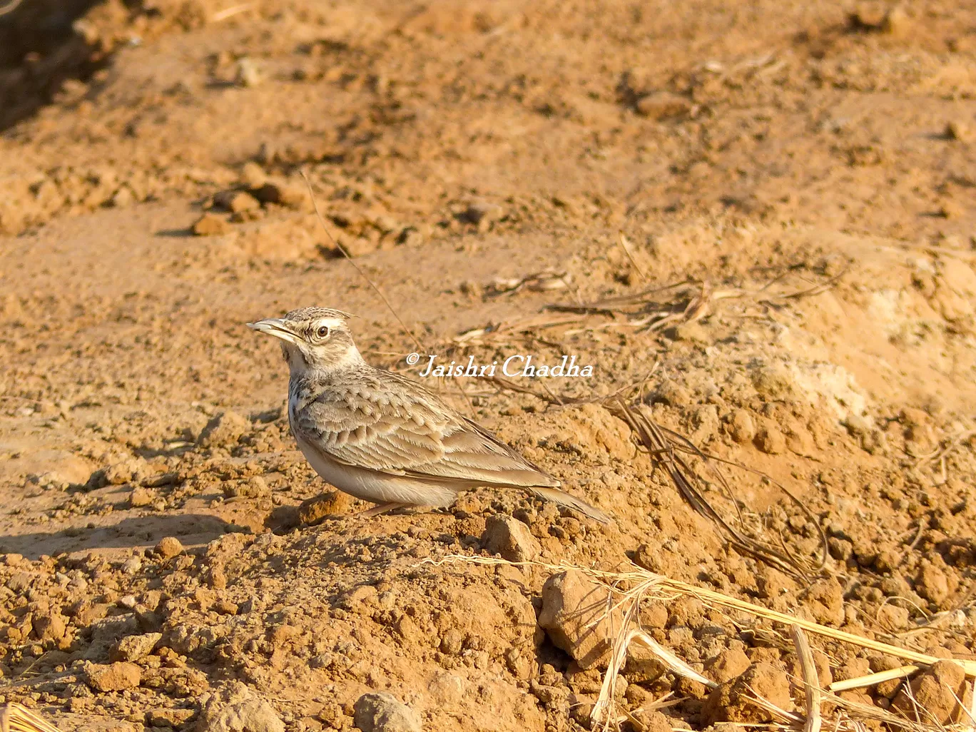 Photo of Chandu By Jaishree Chadha