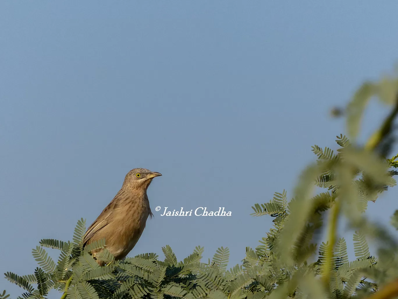 Photo of Chandu By Jaishree Chadha