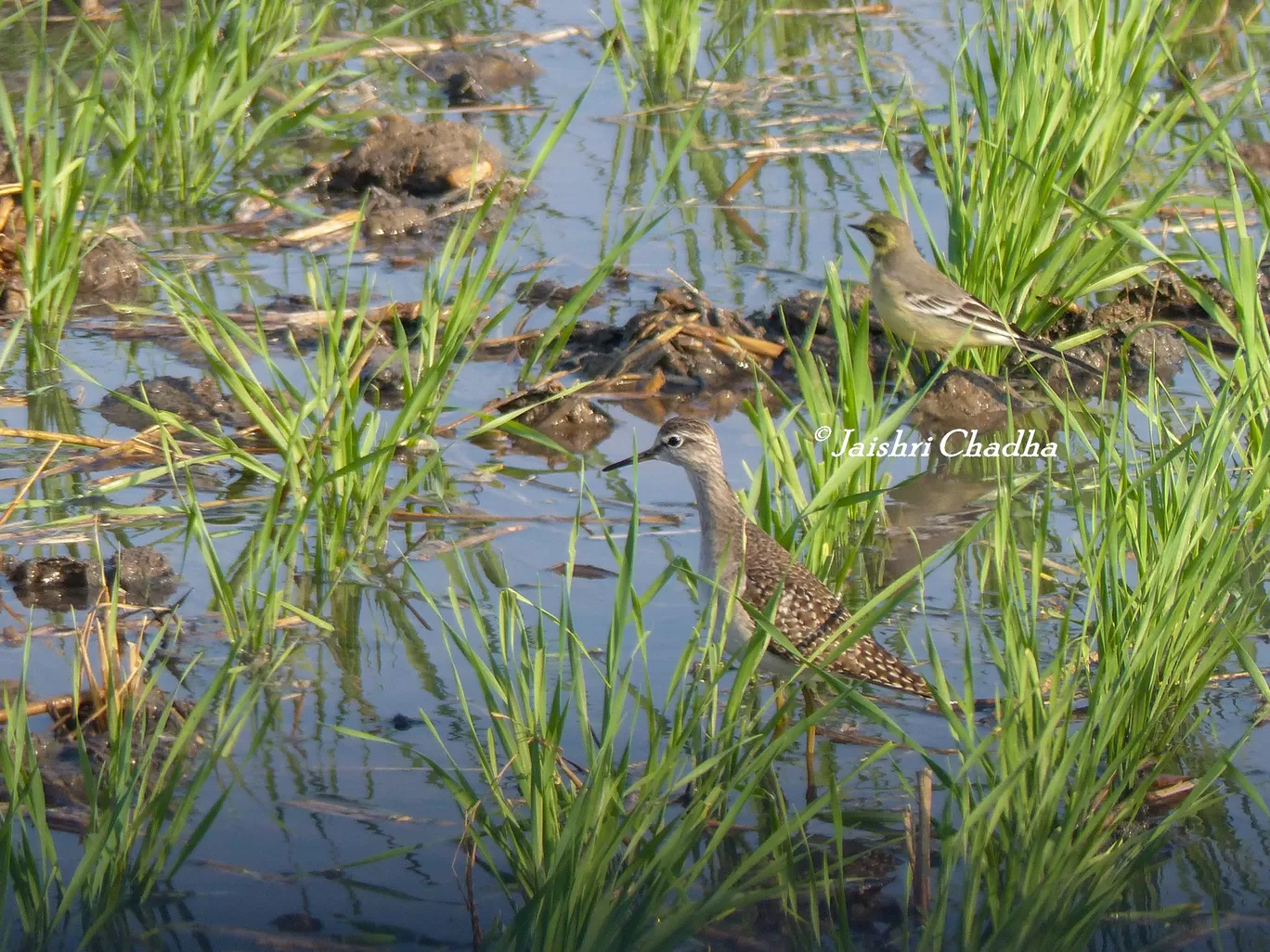 Photo of Chandu By Jaishree Chadha