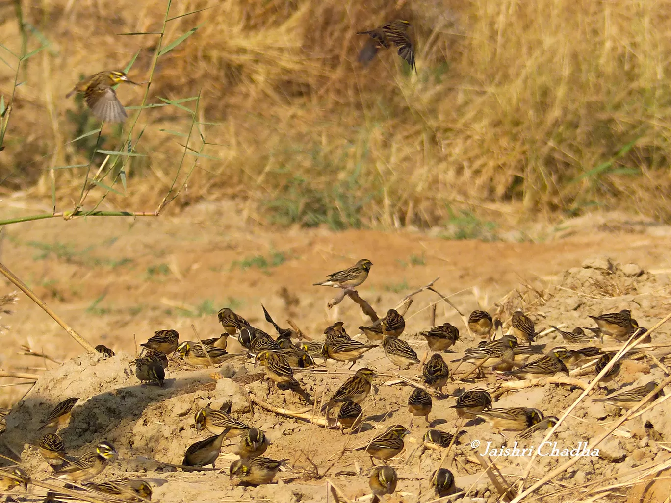 Photo of Chandu By Jaishree Chadha