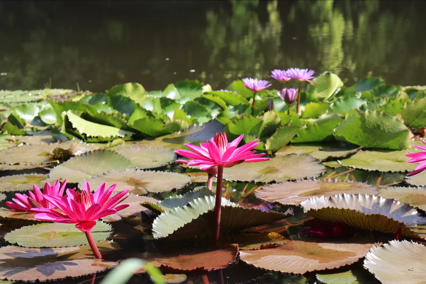 Photo of Kerala By Sayali Kandarkar