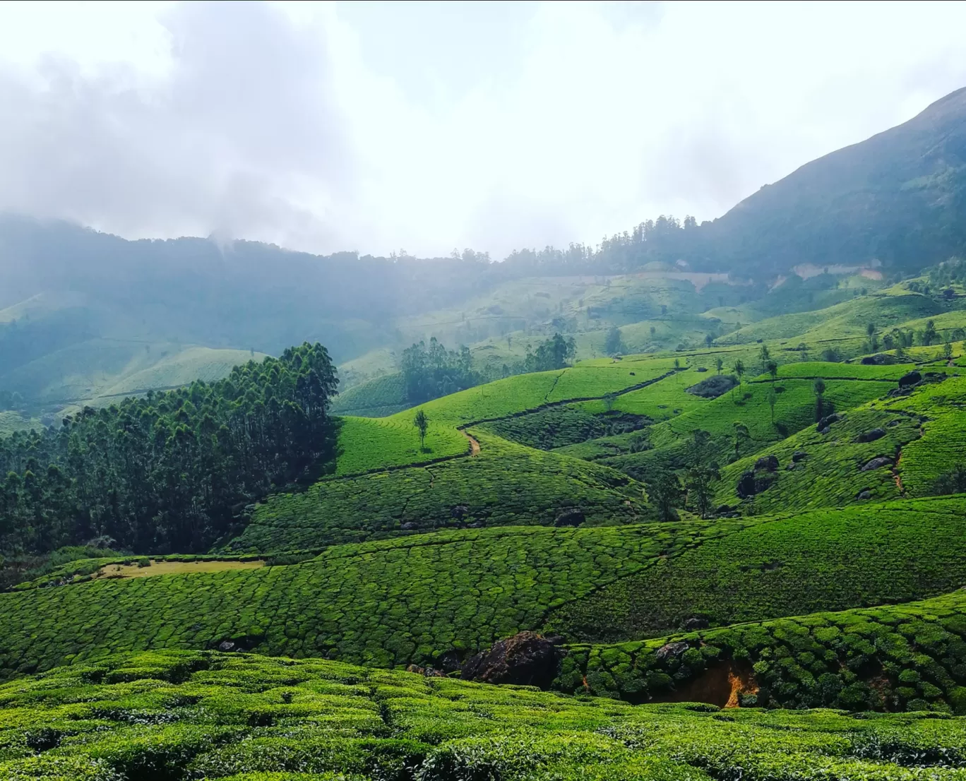 Photo of Munnar By Sayali Kandarkar
