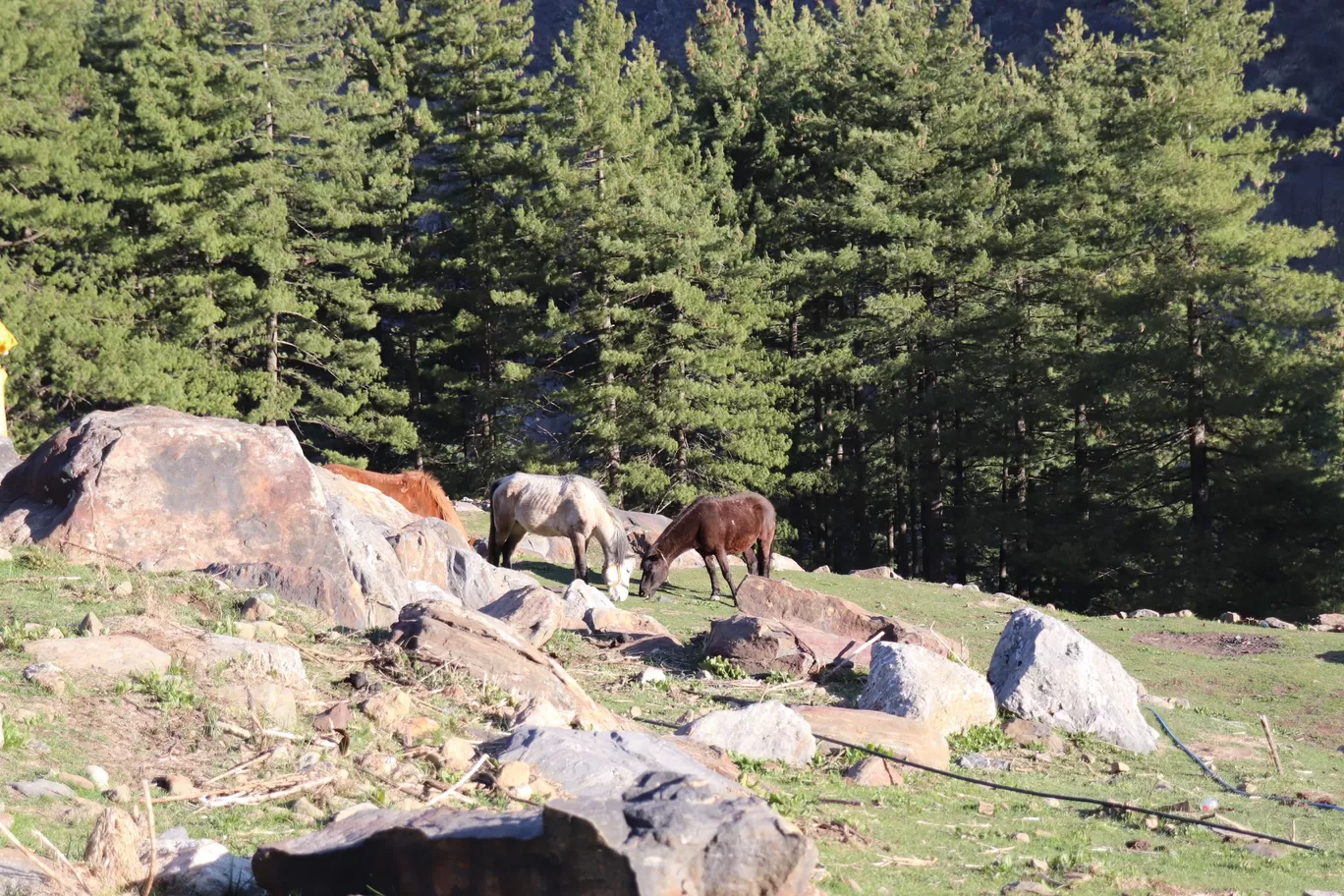 Photo of Kheerganga Trek By Sayali Kandarkar