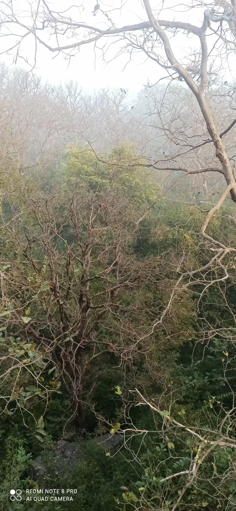 Photo of Ranthambore Fort By Mannsh Singh