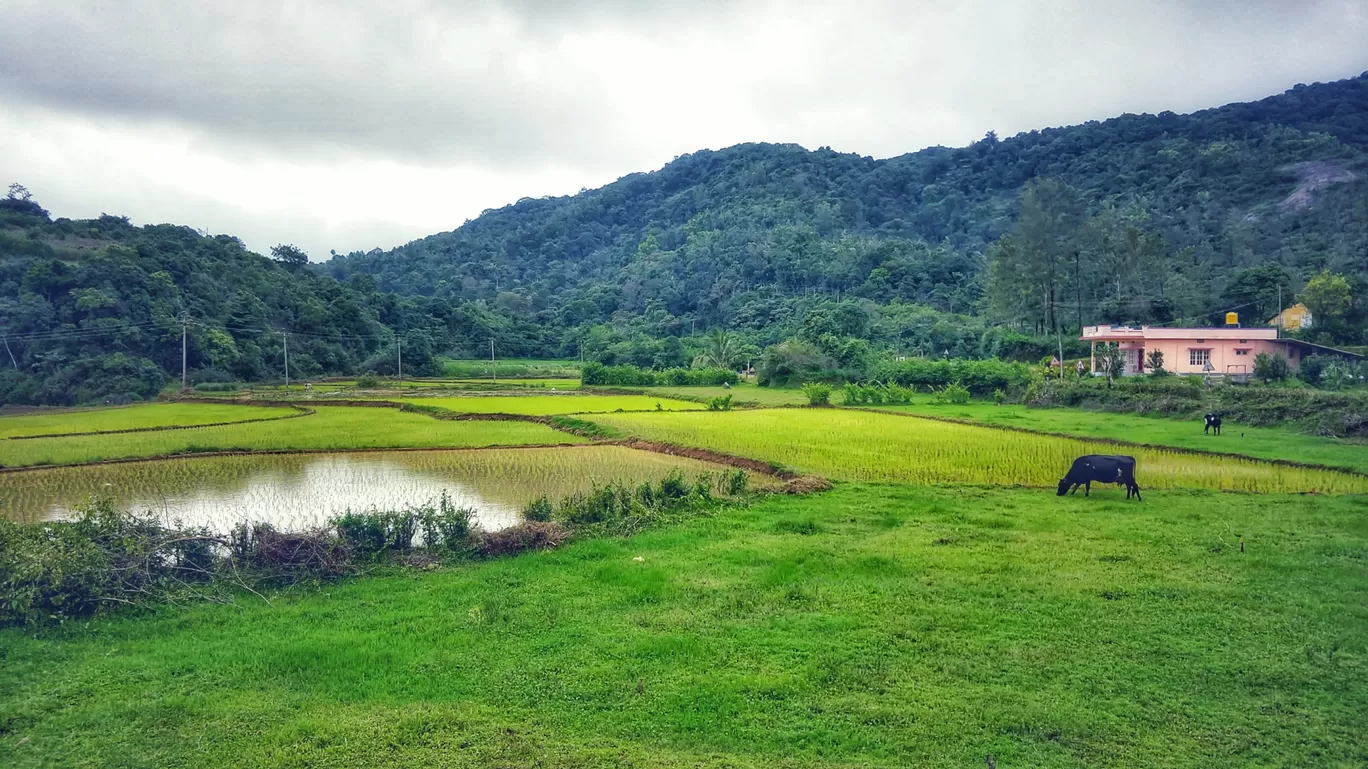 Photo of Mallalli Water Falls By KARTHIK S