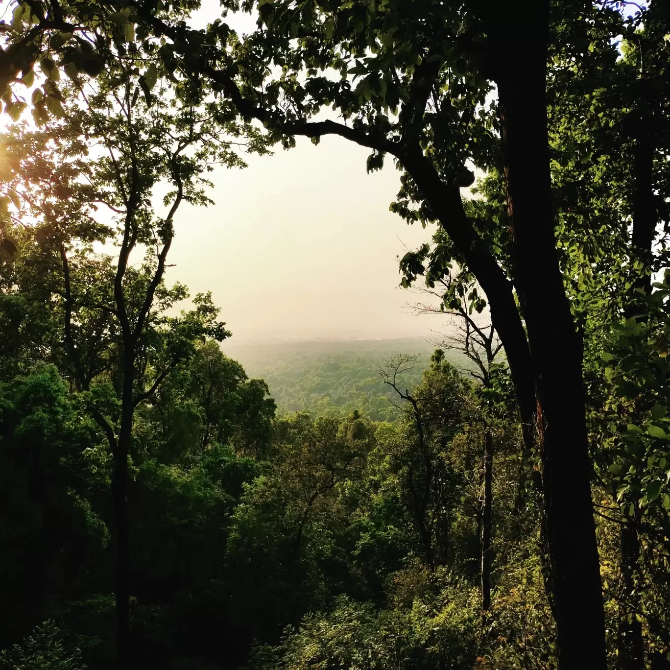 Photo of Valmiki Tiger Reserve By indrajyoti roy