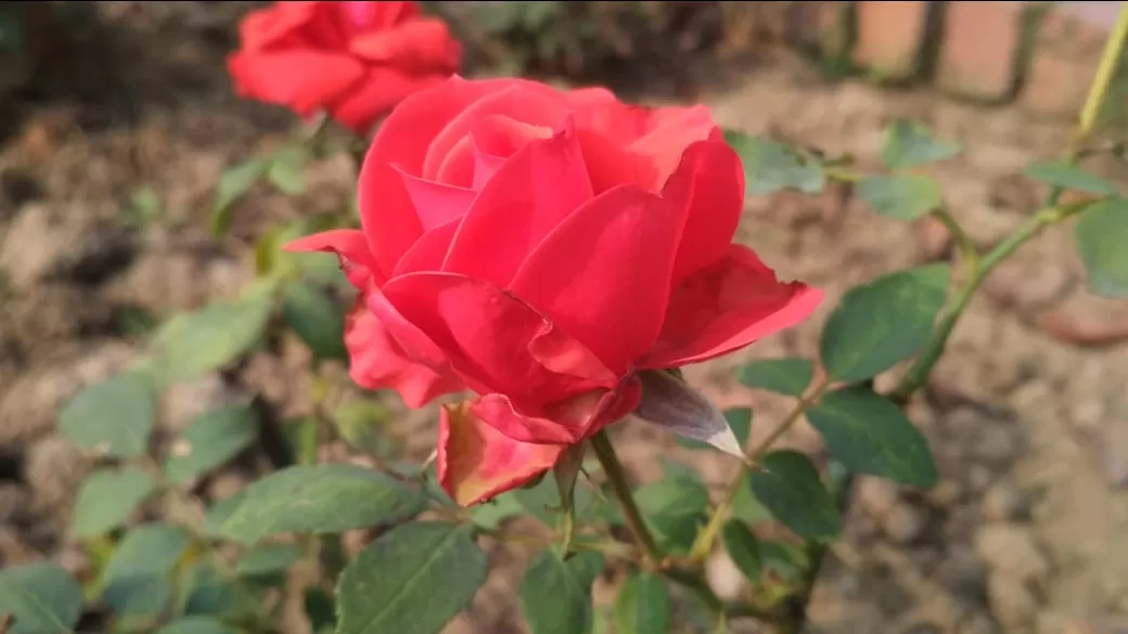 Photo of Chandigarh Weekend Getaways By Swapnadip Bhattacharya