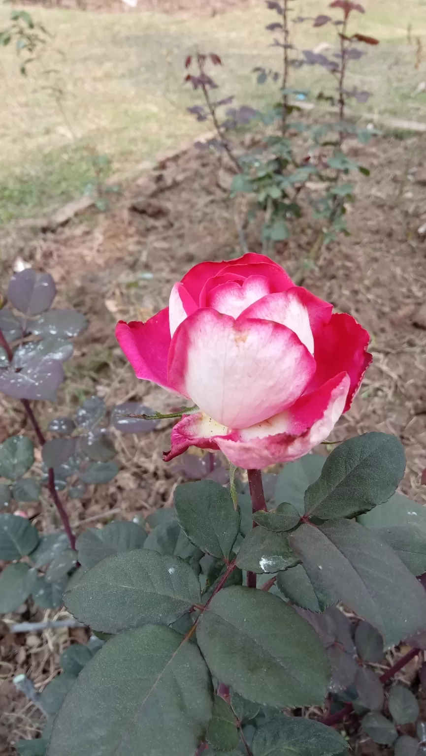 Photo of Chandigarh Weekend Getaways By Swapnadip Bhattacharya