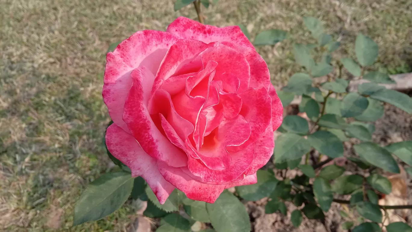 Photo of Chandigarh Weekend Getaways By Swapnadip Bhattacharya