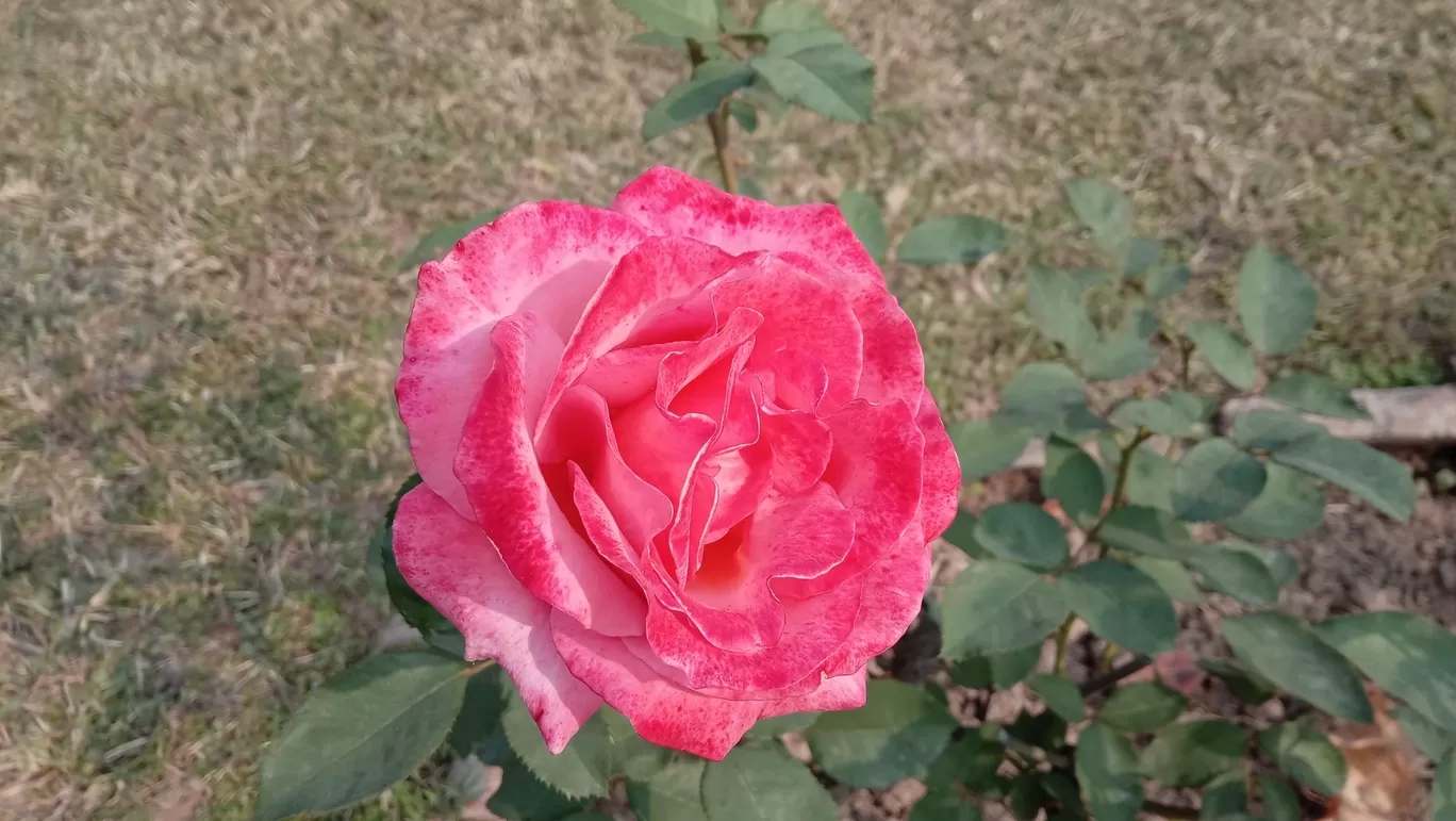 Photo of Chandigarh Weekend Getaways By Swapnadip Bhattacharya