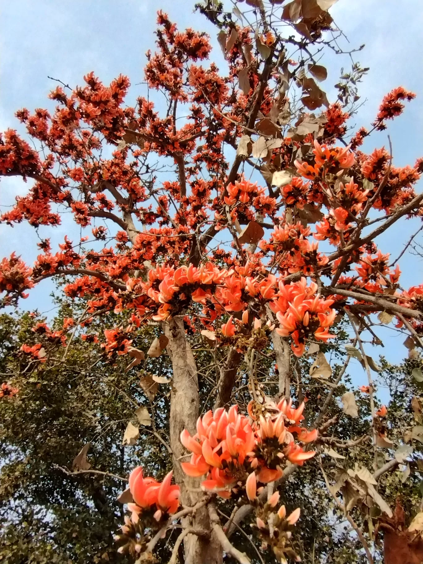 Photo of Purulia By Swapnadip Bhattacharya