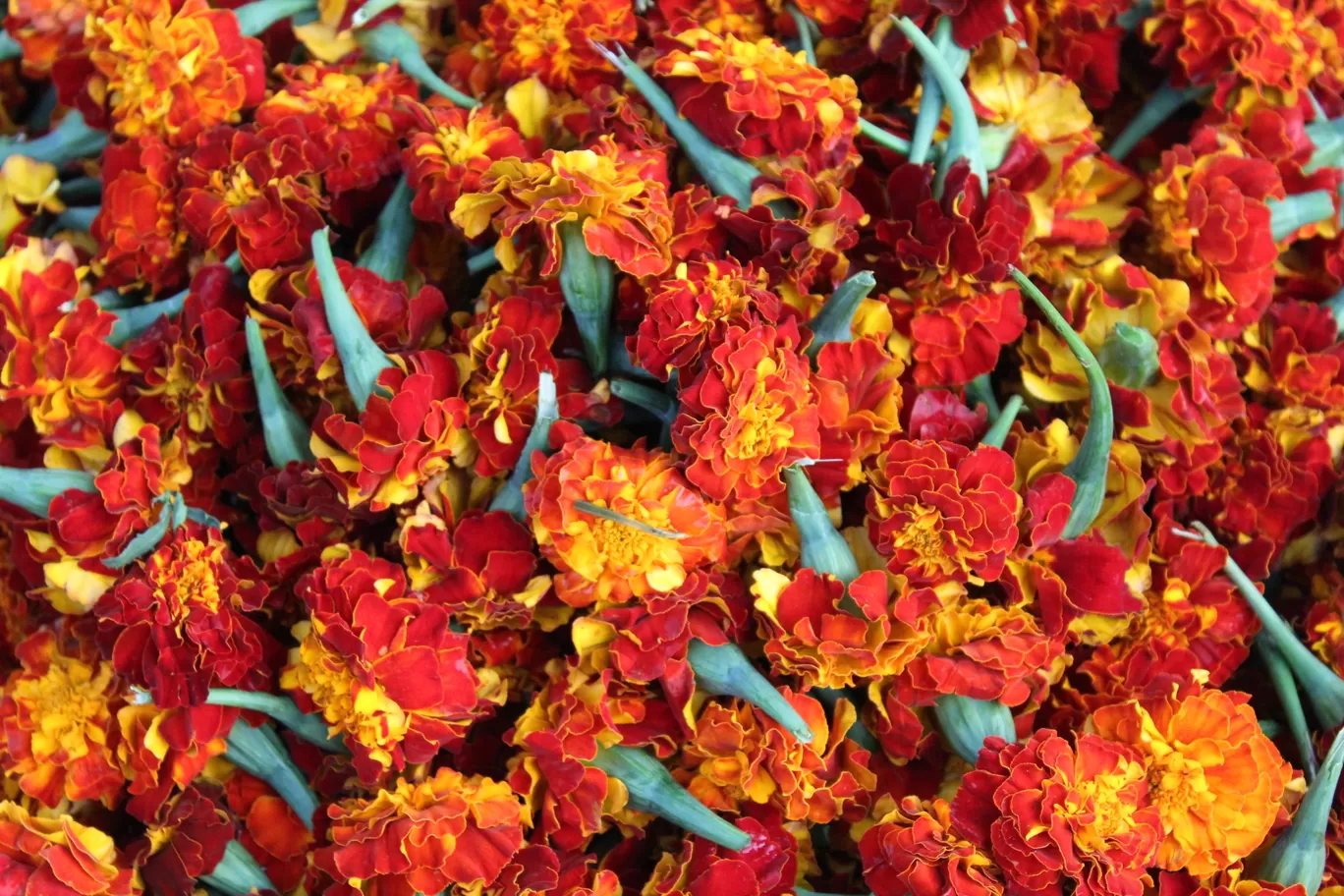 Photo of Gudimalkapur Flower Market By Pavan Kumar