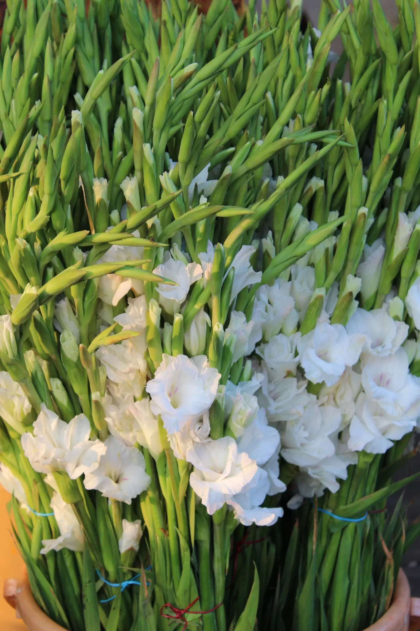 Photo of Gudimalkapur Flower Market By Pavan Kumar