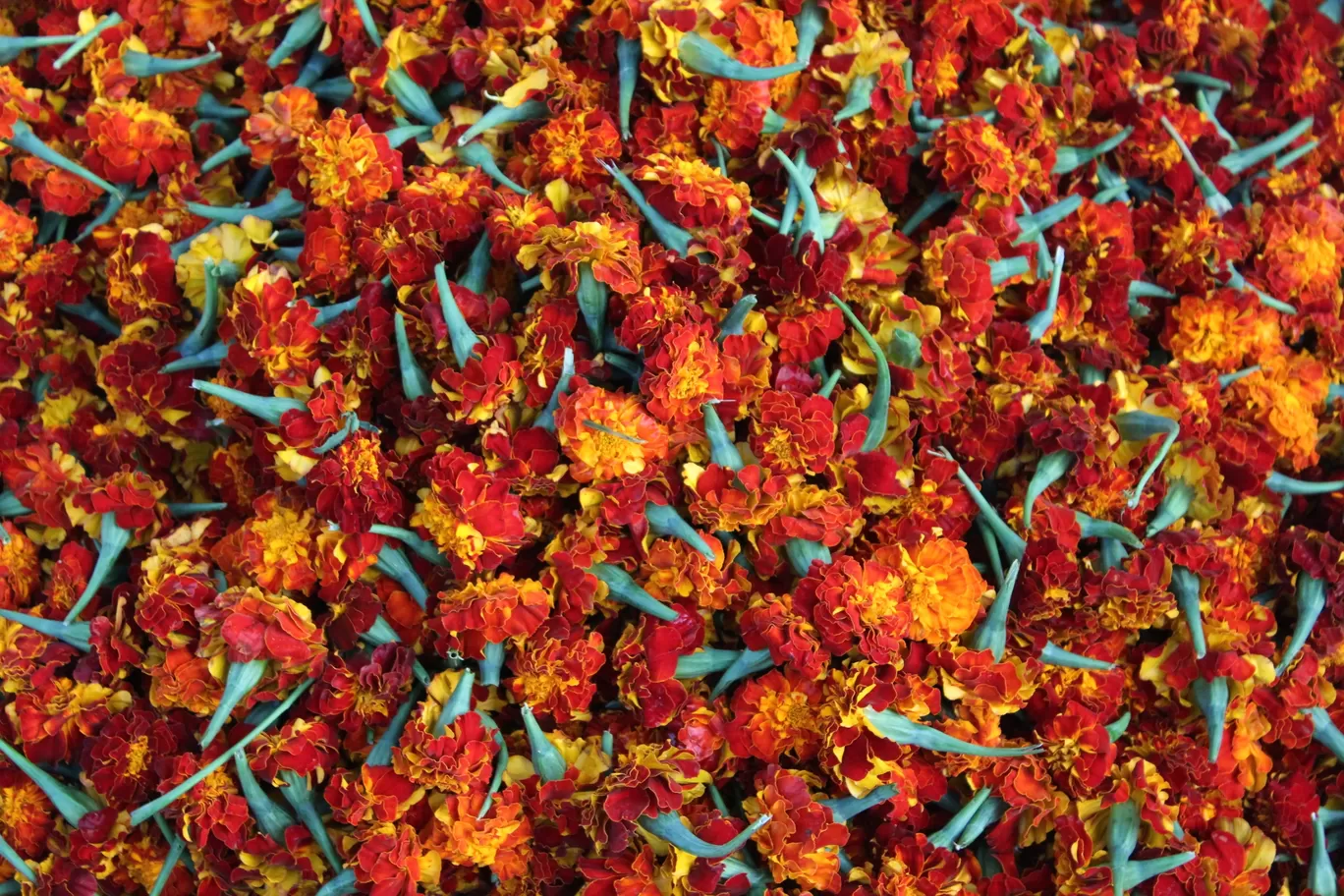 Photo of Gudimalkapur Flower Market By Pavan Kumar