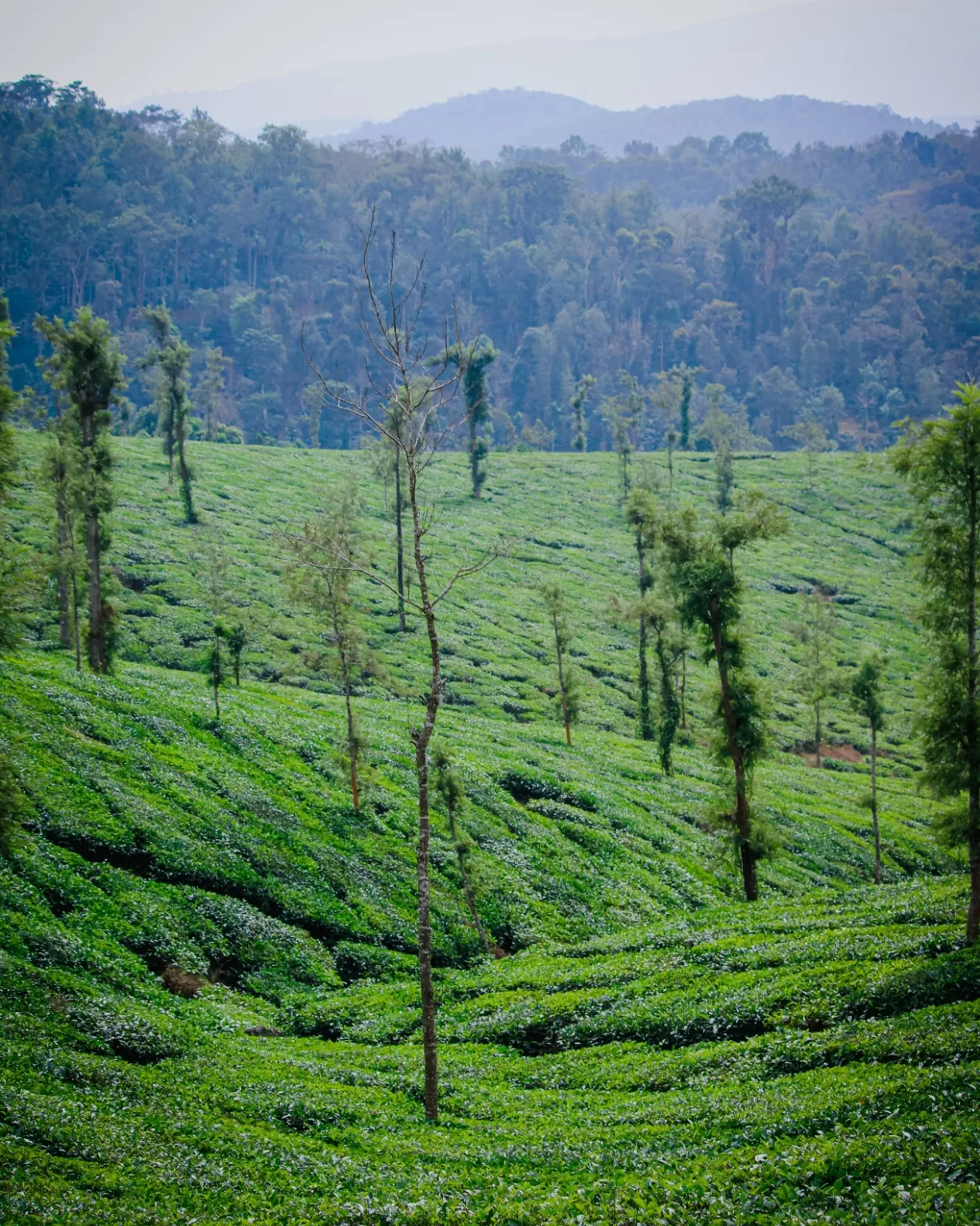 Photo of Glenlorna Tea Estate By Soochan Ashok