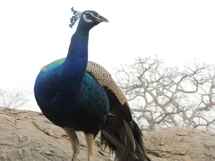 Photo of Ranthambore Tiger Reserve By Debarati Chakraborty Nath