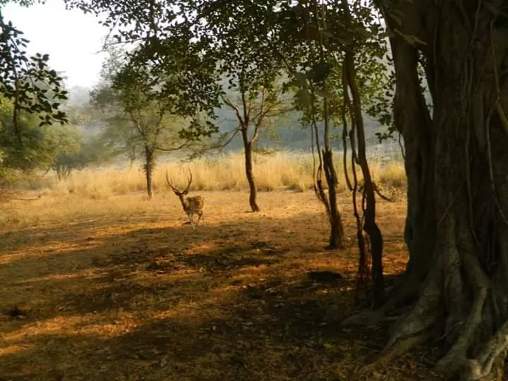 Photo of Ranthambore Tiger Reserve By Debarati Chakraborty Nath