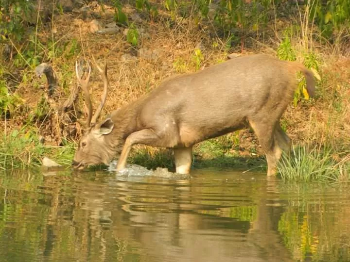 Photo of Ranthambore Tiger Reserve By Debarati Chakraborty Nath