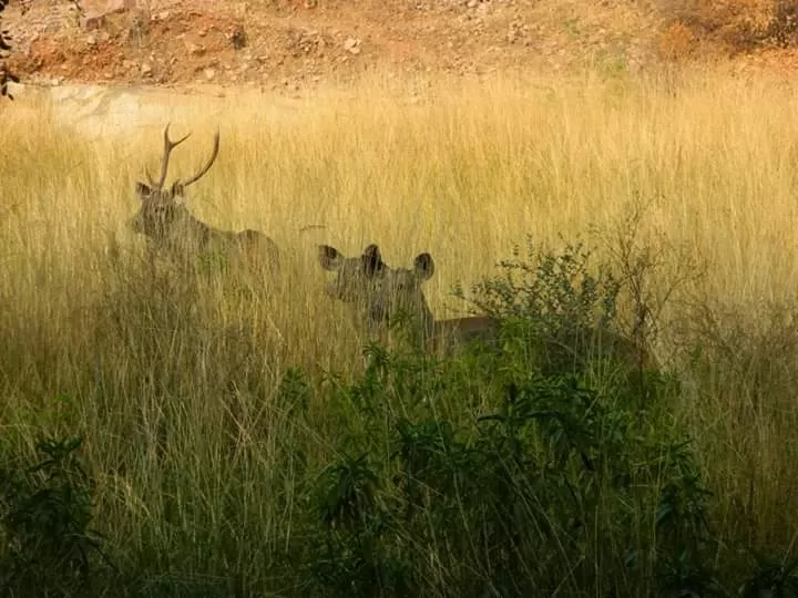 Photo of Ranthambore Tiger Reserve By Debarati Chakraborty Nath