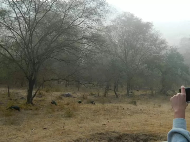 Photo of Ranthambore Tiger Reserve By Debarati Chakraborty Nath
