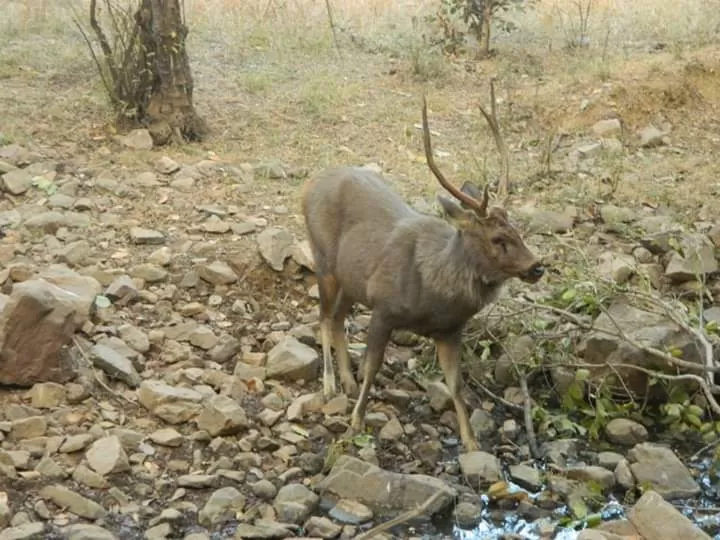 Photo of Ranthambore Tiger Reserve By Debarati Chakraborty Nath