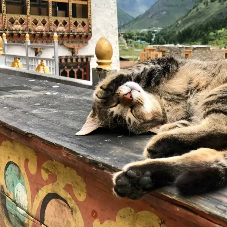 Photo of Paro By Sourabh Dugar