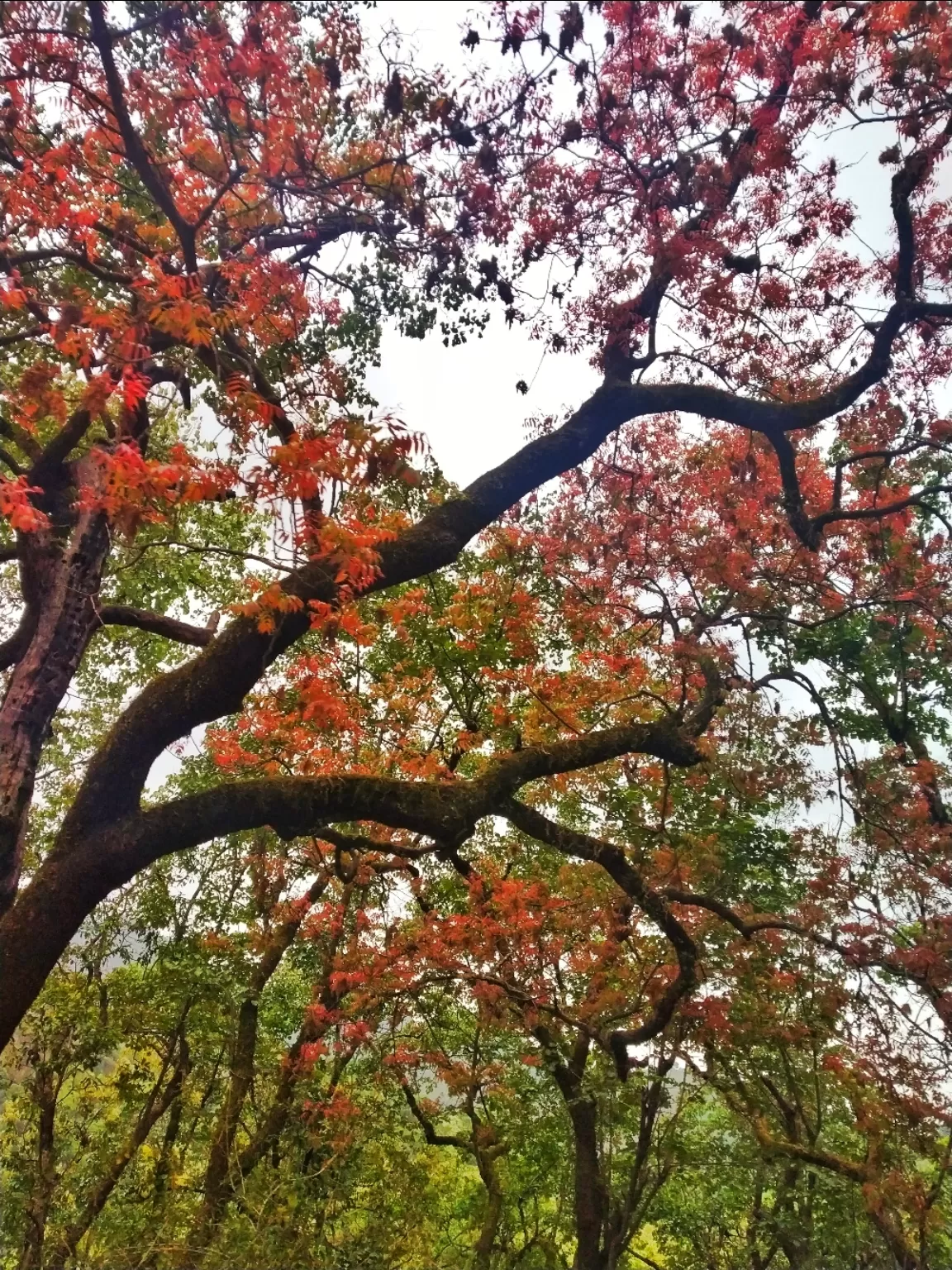 Photo of Nainital By gargi charan