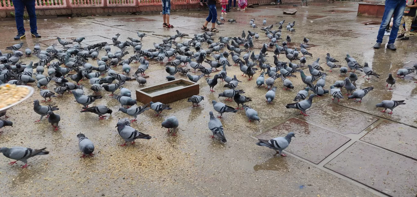 Photo of Jaipur By Chetna Sindhu