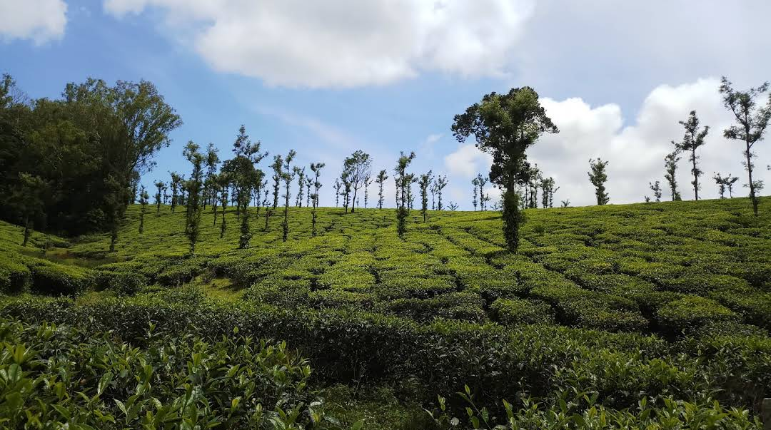 Photo of Wayanad By Shashank KR