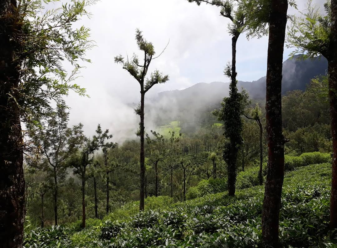 Photo of Wayanad By Shashank KR