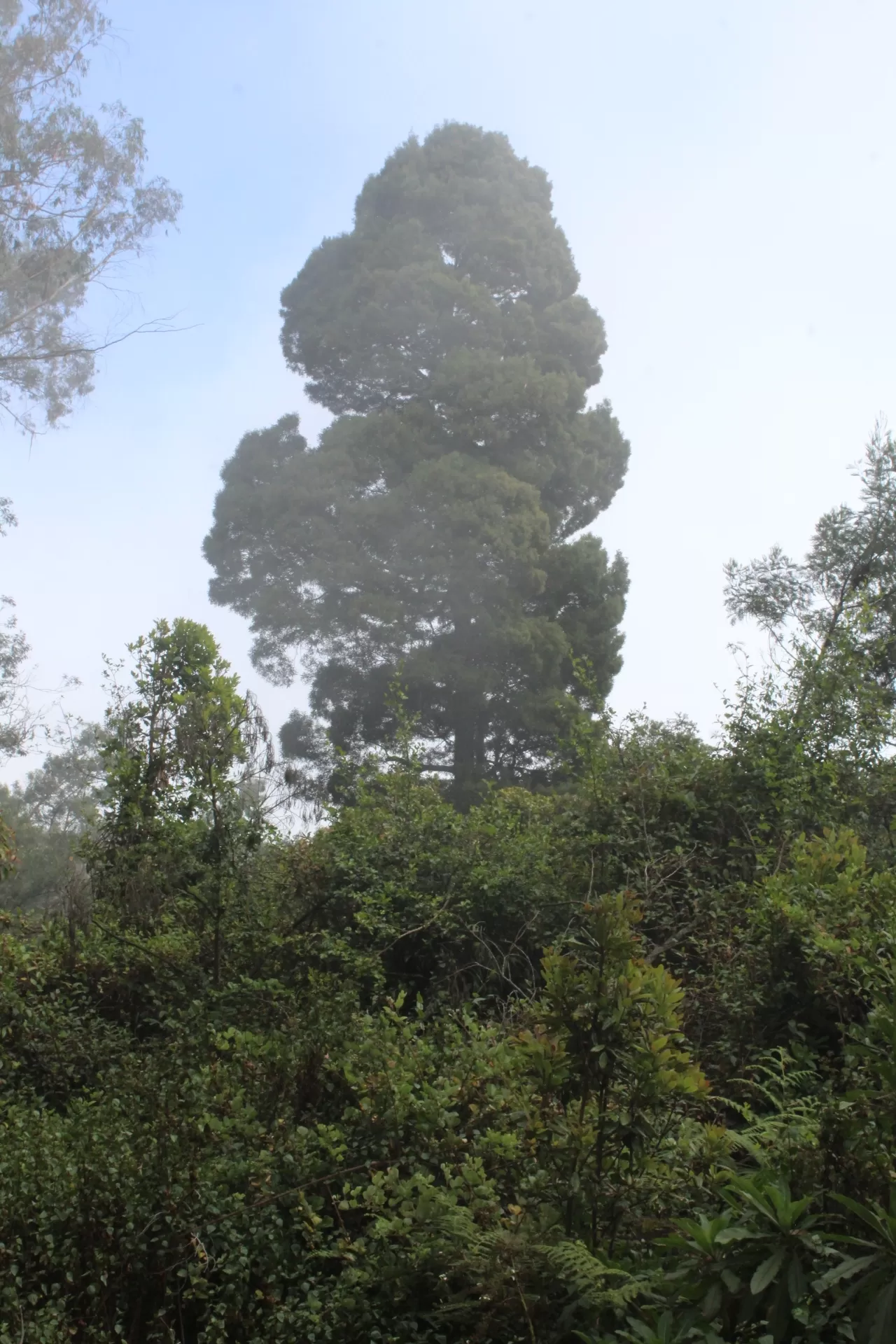 Photo of Kodaikanal By Harsha Nanjappa