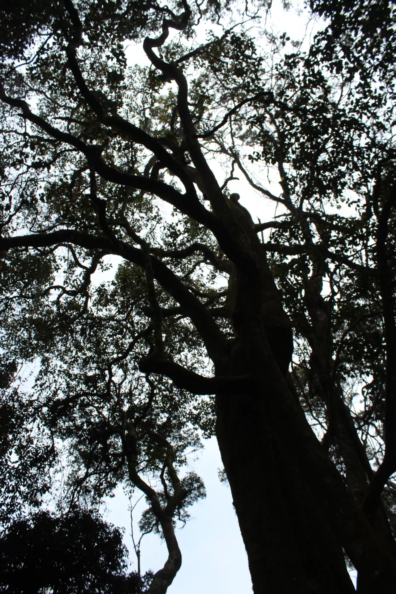 Photo of Kodaikanal By Harsha Nanjappa
