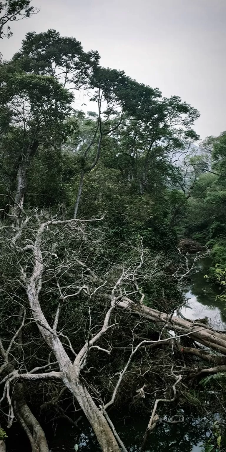 Photo of Nelliyampathy Forest Reserve By ALANDEV S