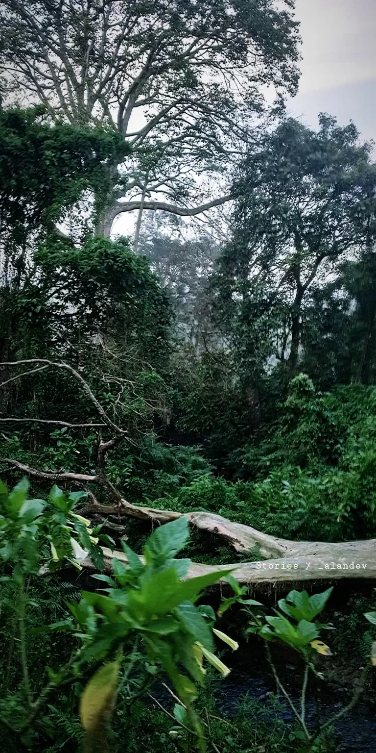 Photo of Nelliyampathy Forest Reserve By ALANDEV S