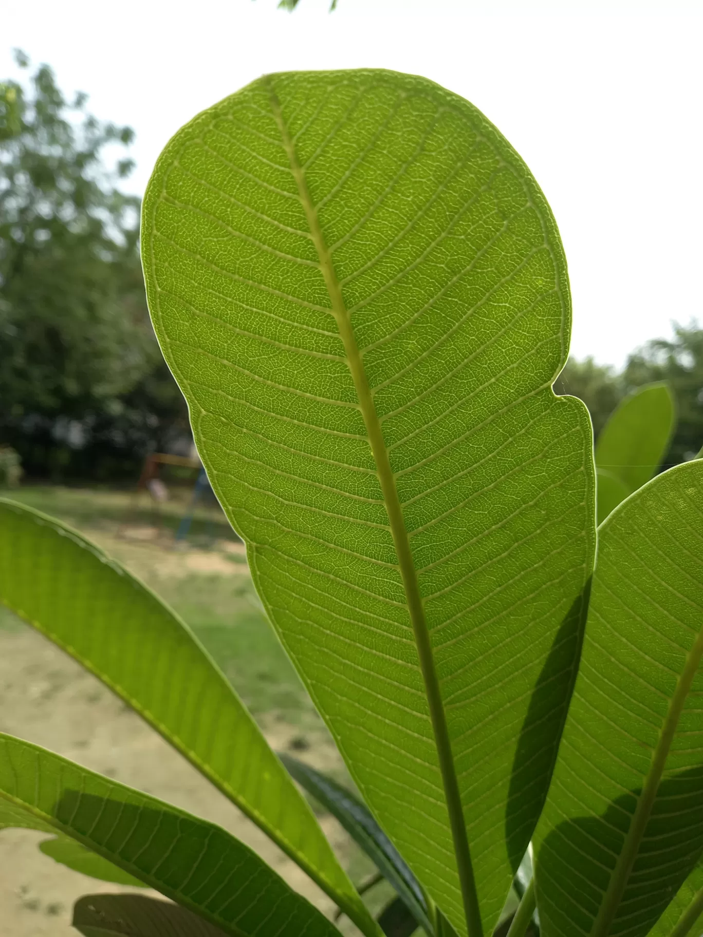 Photo of Sector 55 Gurugram By dushyant singh