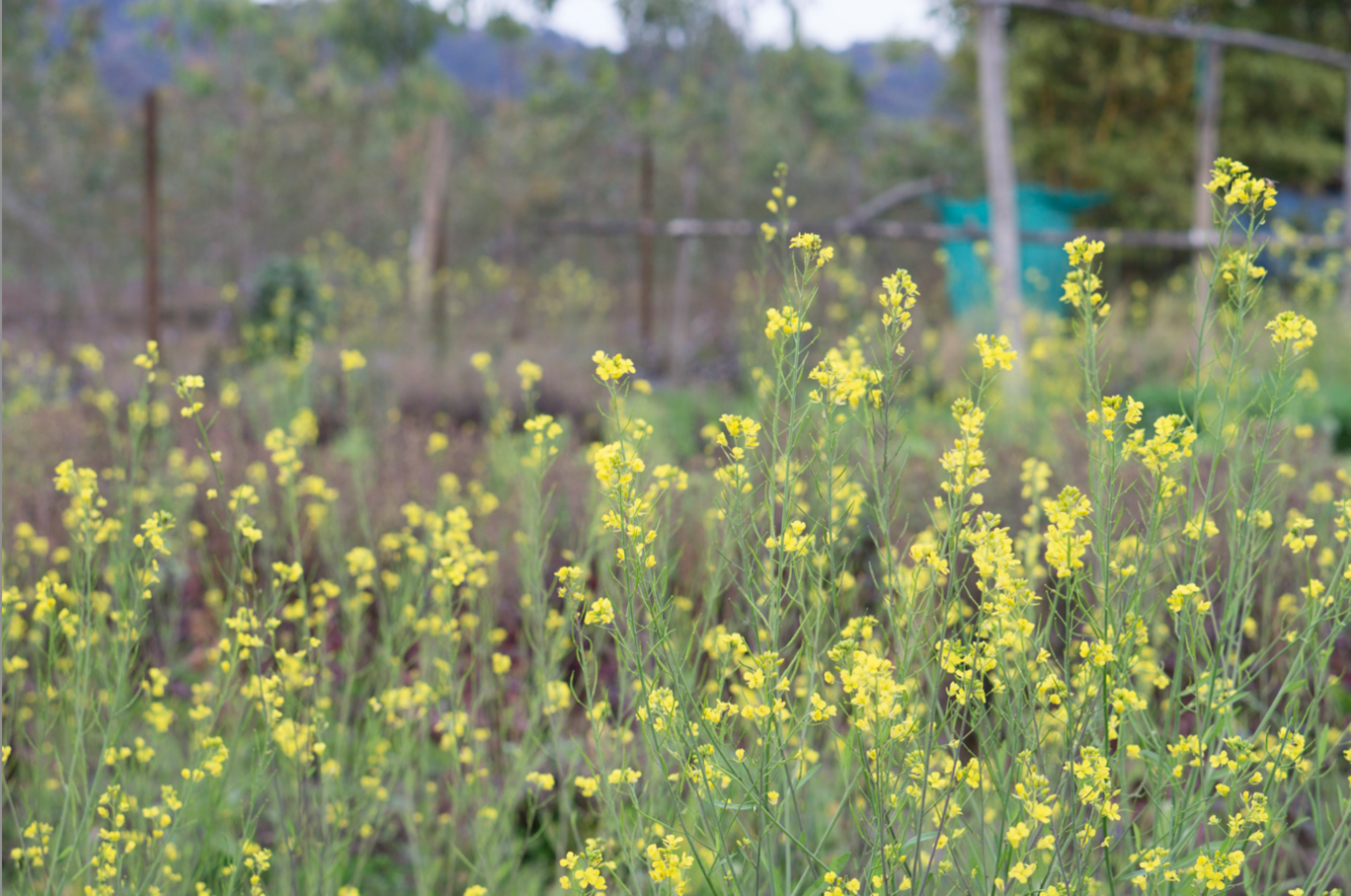 Photo of Jim's Jungle Retreat By Sandeep Sreedhar