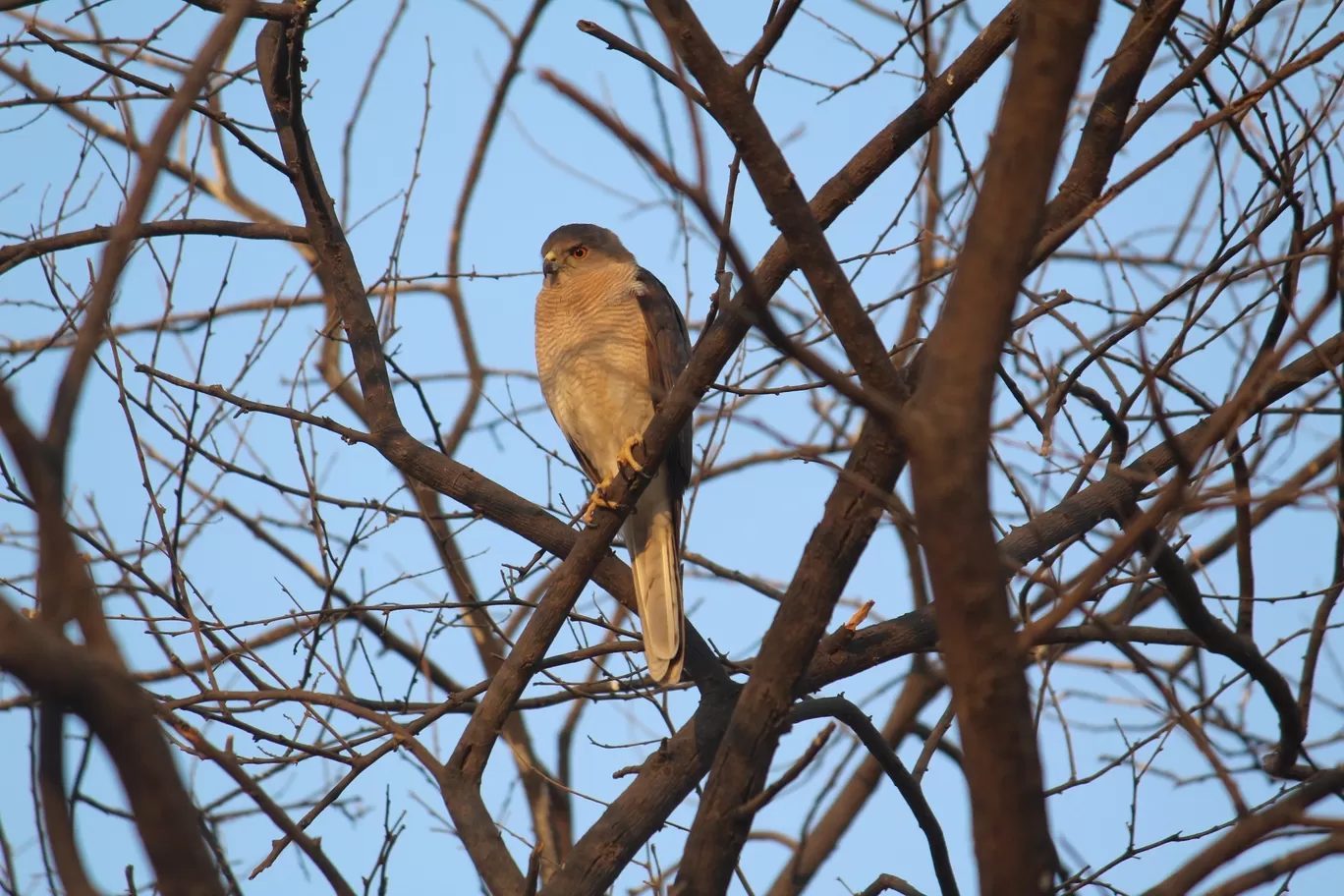 Photo of Velavadar By Shree Shukla