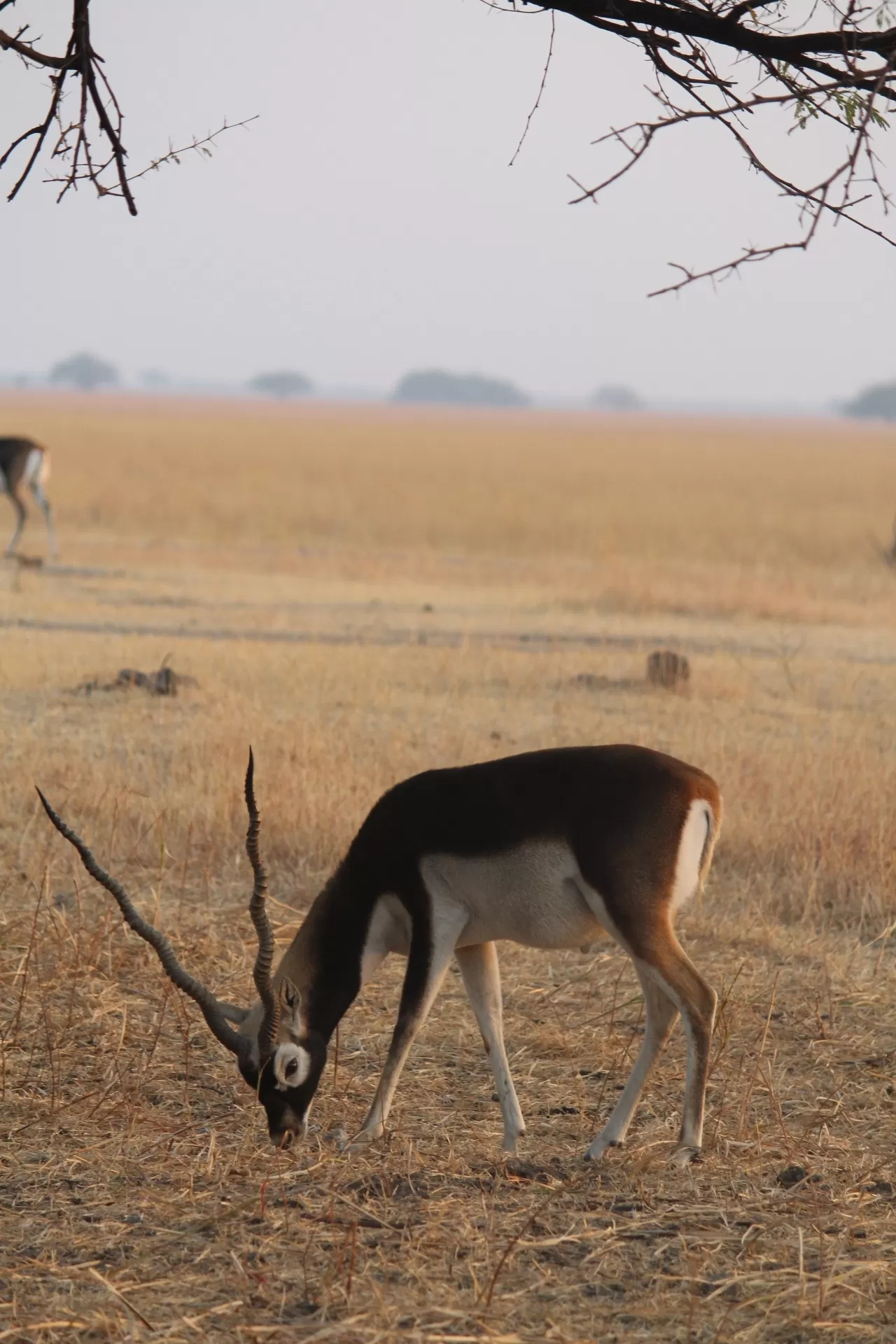 Photo of Velavadar By Shree Shukla