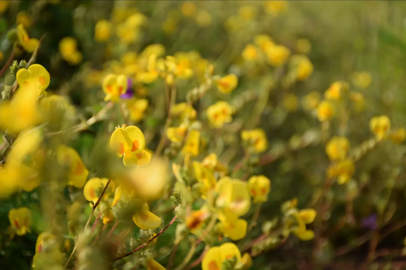Photo of Kas Plateau ( Valley Of Flowers ) By Ashish