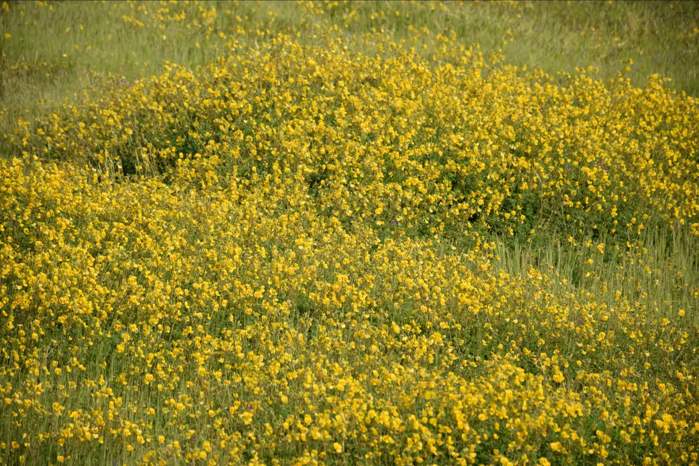 Photo of Kas Plateau ( Valley Of Flowers ) By Ashish