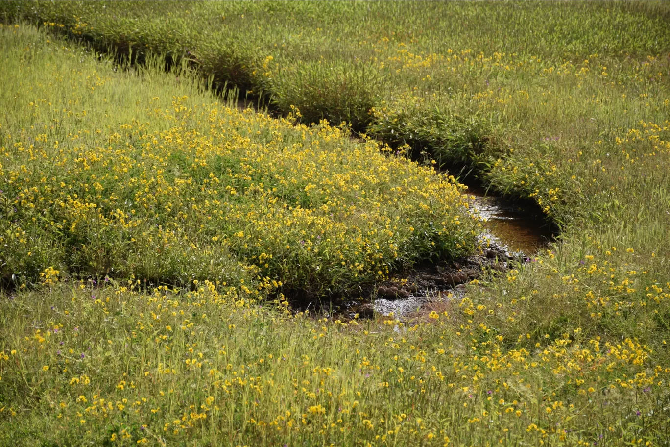 Photo of Kas Plateau ( Valley Of Flowers ) By Ashish