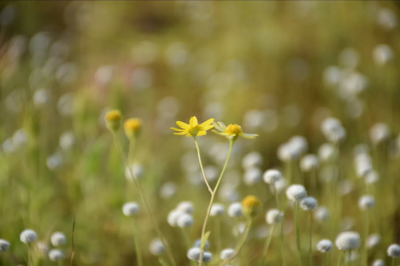 Photo of Kas Plateau ( Valley Of Flowers ) By Ashish