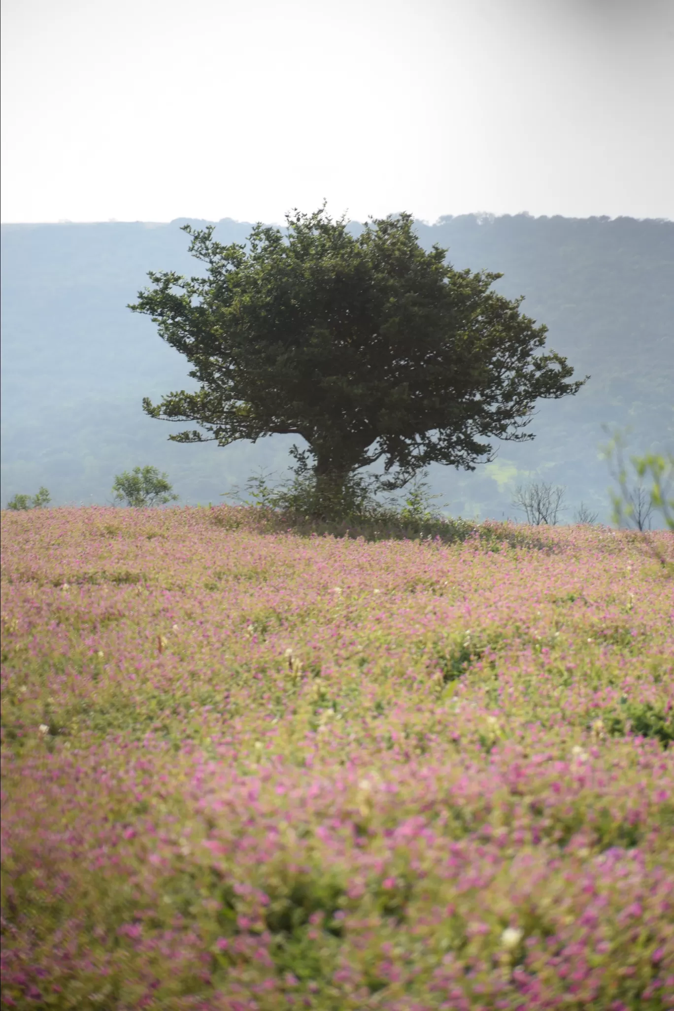 Photo of Kas Plateau ( Valley Of Flowers ) By Ashish