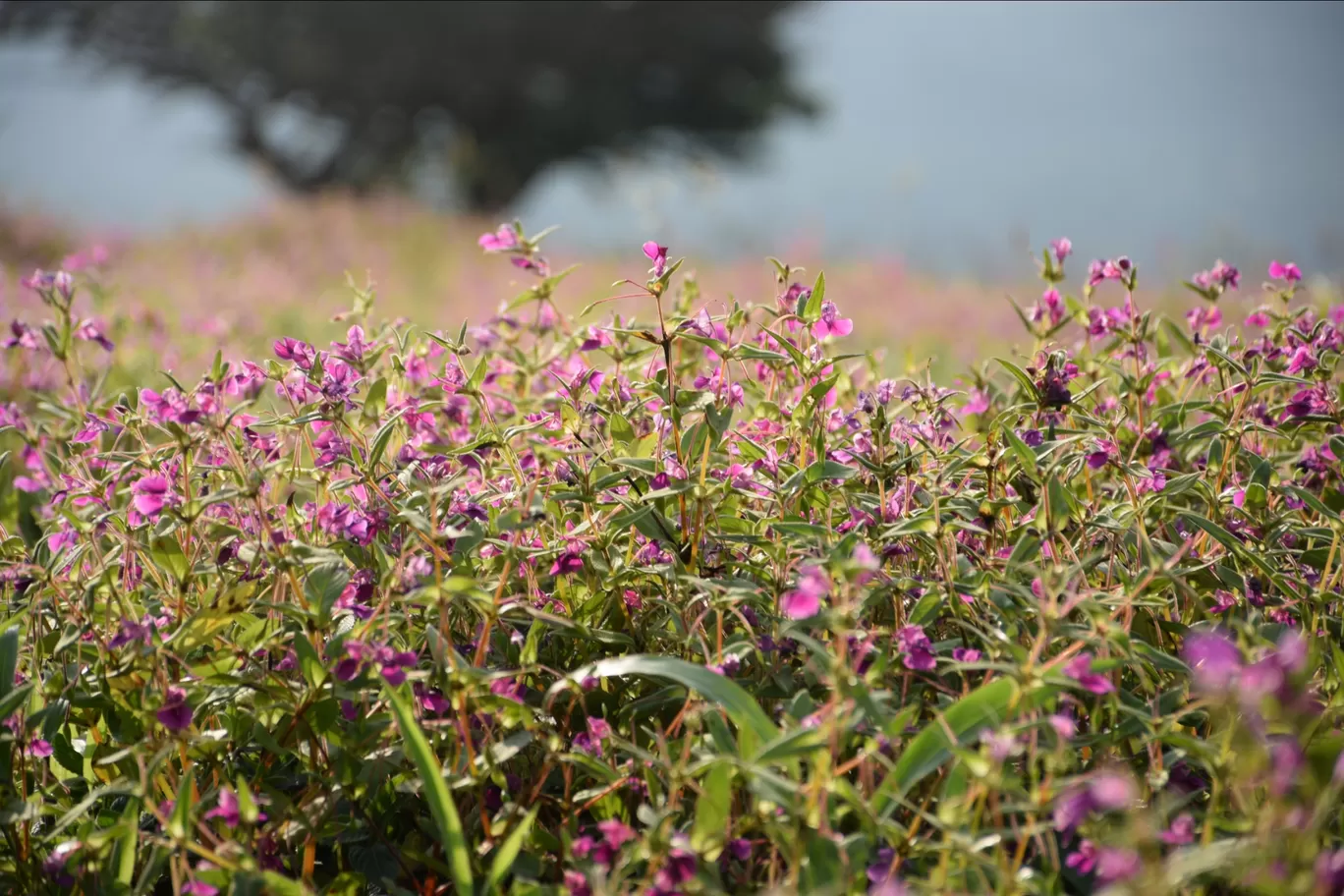 Photo of Kas Plateau ( Valley Of Flowers ) By Ashish