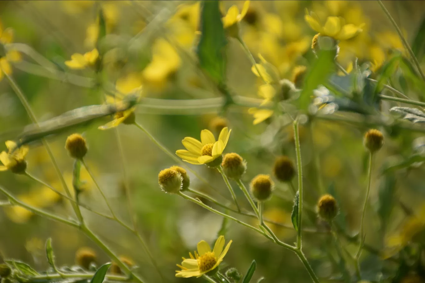 Photo of Kas Plateau ( Valley Of Flowers ) By Ashish