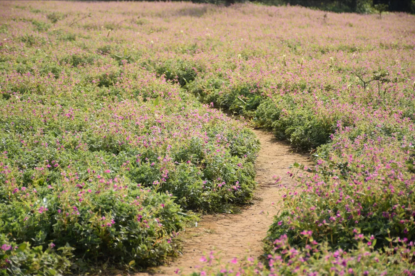 Photo of Kas Plateau ( Valley Of Flowers ) By Ashish