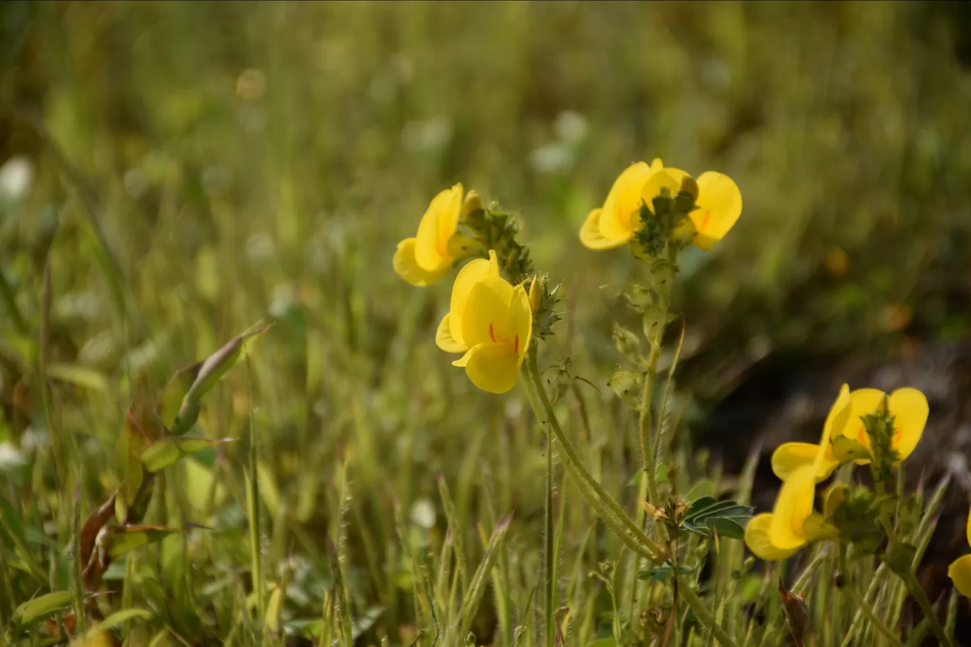 Photo of Kas Plateau ( Valley Of Flowers ) By Ashish