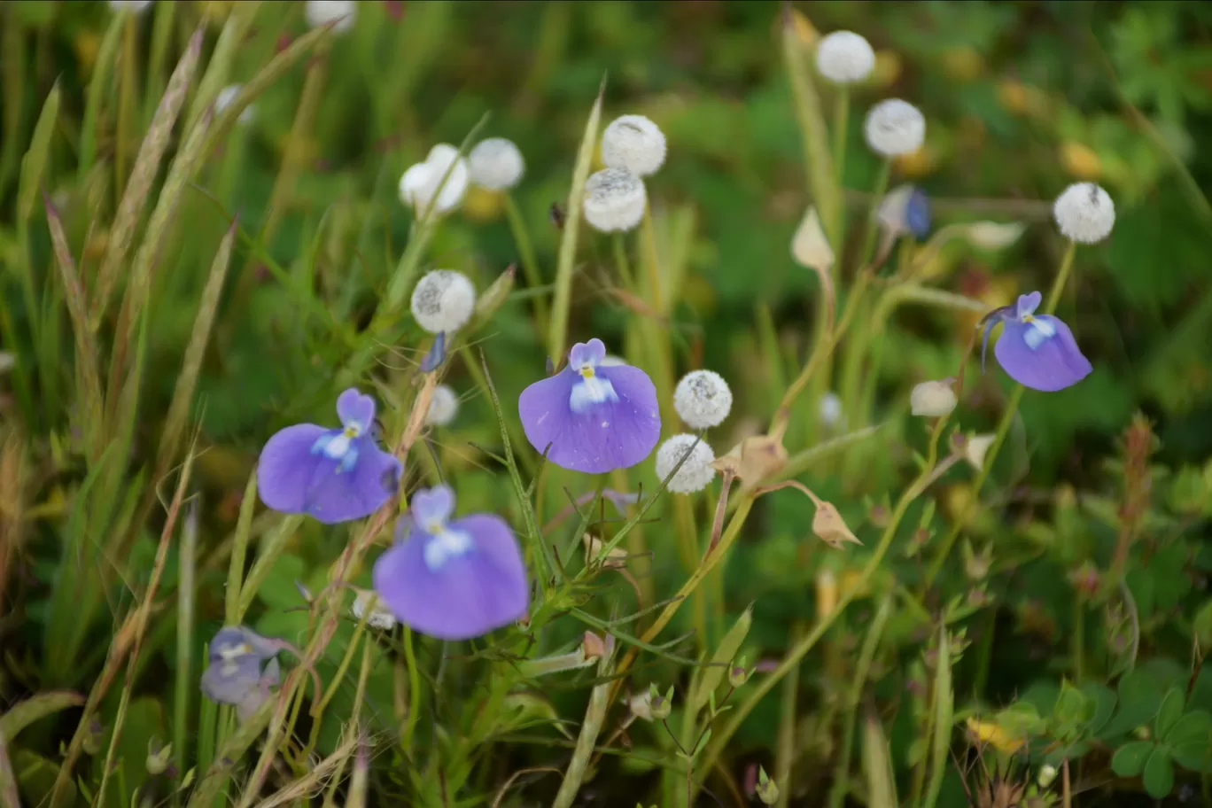 Photo of Kas Plateau ( Valley Of Flowers ) By Ashish