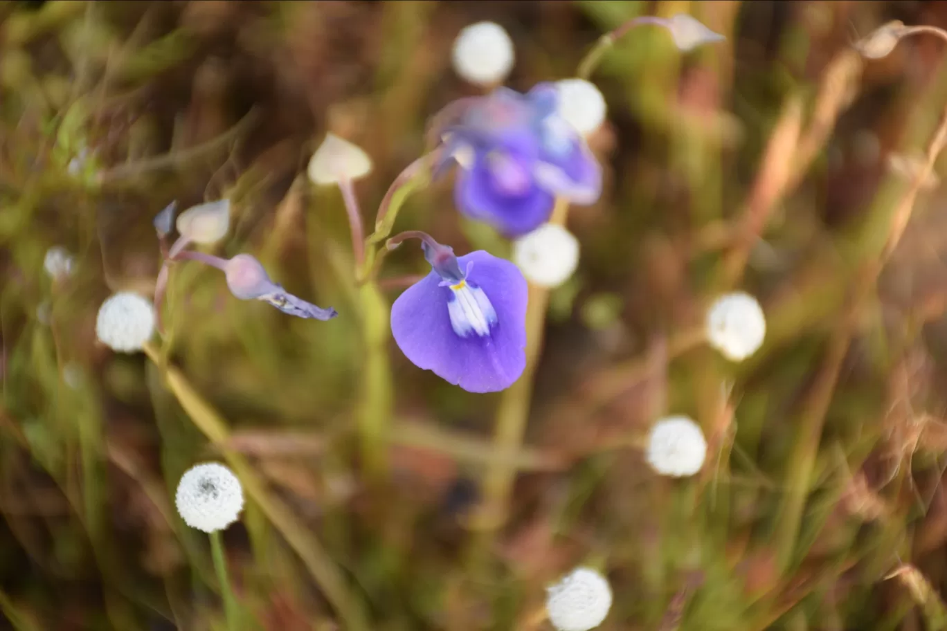 Photo of Kas Plateau ( Valley Of Flowers ) By Ashish