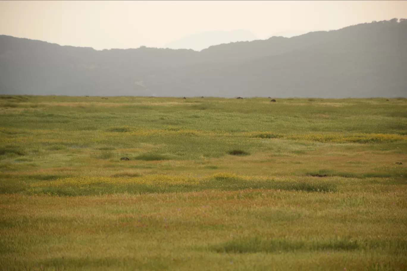 Photo of Kas Plateau ( Valley Of Flowers ) By Ashish